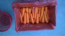Hoang Kim Vietnam's Fresh Carrots