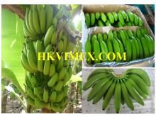 Fresh Cavendish Banana Best Quality and Price