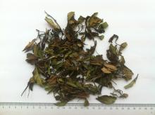 New fresh tea Bai  mu   dan / pai   mu  tan/white peony white tea 6901