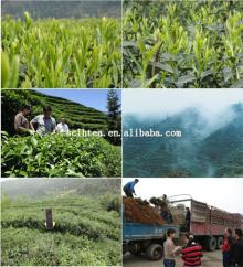 Mountain ecological quality tea garden fine bud leaf Black Tea