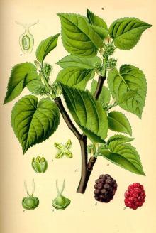 GMP mulberry tea leaf powder