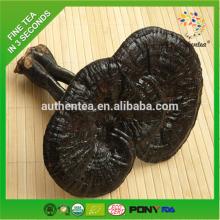High Quality OEM Health Natural Ganoderma