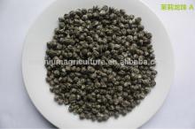 Jasmine dragon pearls A