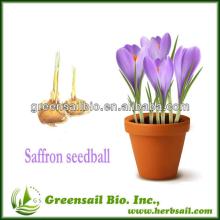 2013 Newest Saffron seed /Seeds Ball