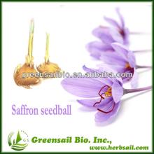 Saffron seed For Sale
