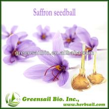 Saffron seed /Seeds Ball For Planting