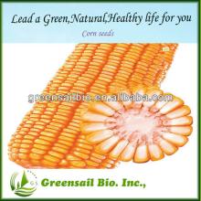 2014 Yellow corn seed  sale 