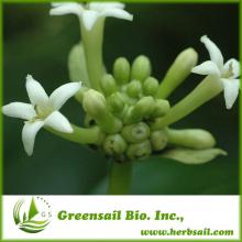 2013 Cinnamon /Cassia Bark Extract Powder