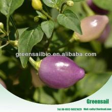 Purple Hot Pepper seeds