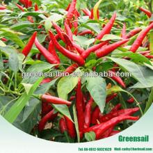 2012 crop Pepper seeds for planting