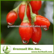wolfberry extract/Goji Berry/Fruit Oil Softgel Polysaccharides(UV):Min20%