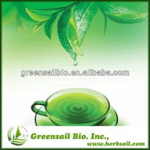 2013 Supply pure nature Green tea leaf extract
