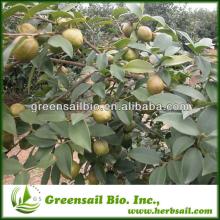 Natural Green Tea Extract