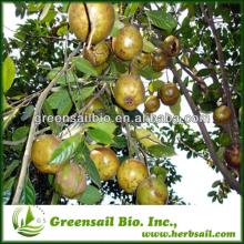2014 100% natural and top quality Green tea extract with Catechin 30%-98%