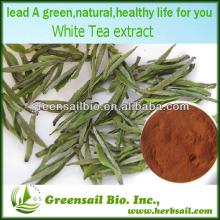 2013 Hight quality white tea Extract