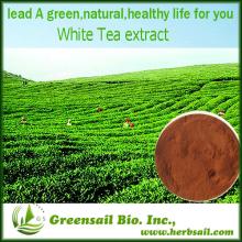 2013 100% Natual GMP certified white tea extract