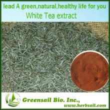 2013 OEM/ODM 100% Natural  Organic   White   Tea   Extract 