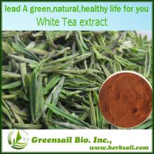 2013 Premium Organic White Tea Extract in Bulk Stock