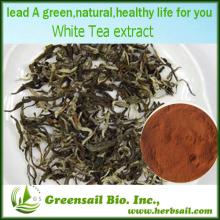 2013 80%,90% Polyphenols White Tea Extract