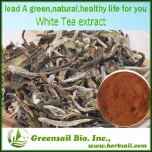 2013 Supply Pure White Tea Extract with Polyphenols