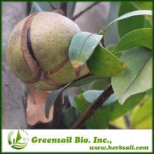 2013 100% Pure Tea Seed Powdered Extract