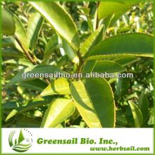 Organic White Tea Extract Powder ,Tea Polyphenols 10%-98%,