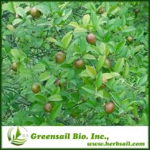 2014 L-theanine / thieanine Green Tea P.E