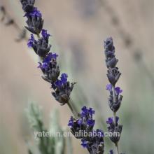 Lavender flower tea/Conducive to sleep Lavender flower ( xun yi cao ),dried flowers