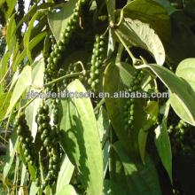 Superior grade Black pepper  extract   powder  99% HPLC at favorable factory price
