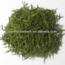 Green Tea Extract 98% polyphenols from GMP ISO HACCP certified manufacture