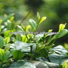 Top quality Tea Saponin 95%, 98%