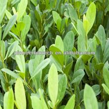 Best Selling Yerba Mate Powder Favorable Price High Quality