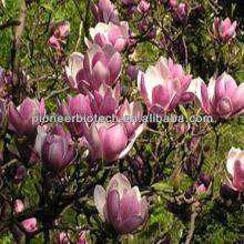 Natural Organic Magnolia Bark Extract Powder with Magnolol and Honokiol