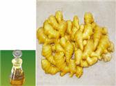 High quality Ginger oil with low price in stock for hot selling CAS 8007-08-7