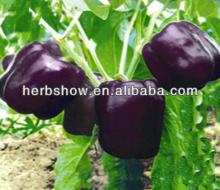F1 Hybrid Black Pepper seeds