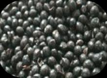 Sichuan Flower Pepper Seeds for Cultivating