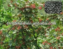 Sichuan pepper seeds for planting