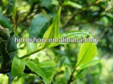 Natural Healthy Supplement Polyphenols Green Tea Extract