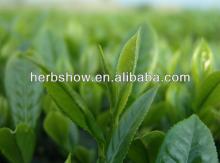 Camellia sinensis O. Ktze. Polyphenols Green Tea Extract