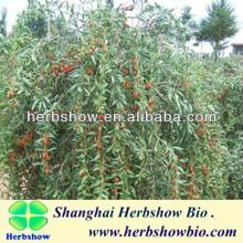 High germination Goji seeds for growing