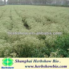 Hot sale Newly Clean Stevia seeds for Planting
