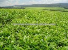 Loose tea leaf 2014 green tea