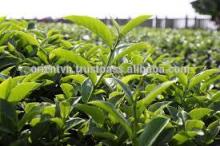 2014 loose tea leaf/ green tea