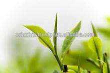 Best quality loose tea leaf/ green tea
