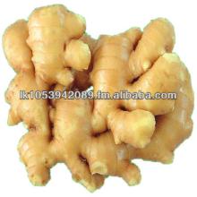High Quality Organic FRESH or DRIED GINGER Cheap Price