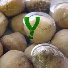 Fresh vegetable canned straw mushroom Kosher
