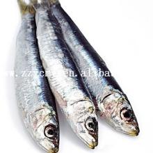 Fish seafood fishing suppliers from China canned sardines Thailand in oil