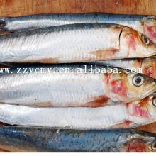 Types of seafoods name best canned sardine brands with private label