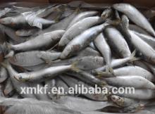 sardine bait
