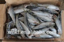 Hot sale Best Quality Frozen Sardine